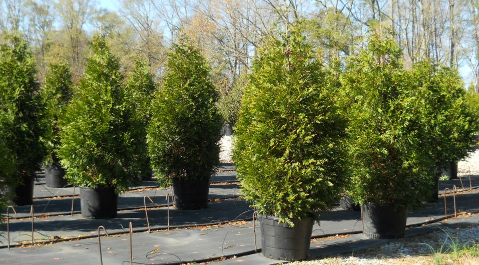 Green Giant Arborvitae Athens Georgia