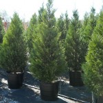Fast Growing Privacy Trees