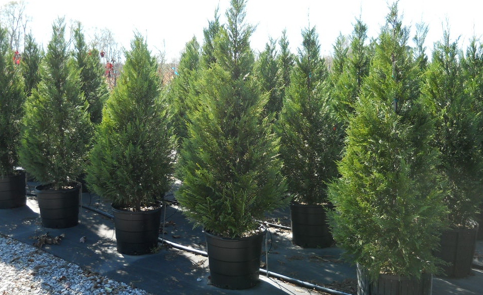 Fast Growing Privacy Trees