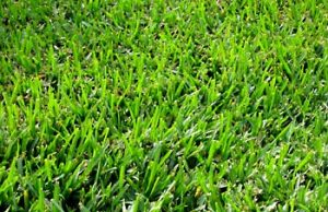 Zeon Zoysia Green Acres Turf Farm